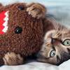 I <3 Domo